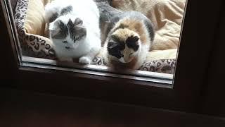 Minxie and Mark Watching A Duster