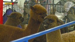 National Alpaca Show Live Owner Interview