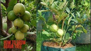 How to Grow guava tree Agri Buzz Technique