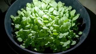 Tobacco Seedlings | Under The Grow Light | Papskang