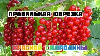 Формировка и правильная обрезка красной смородины.