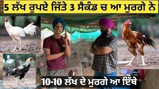 5-5 ਲੱਖ ਦੀ ਫਾਇਟ ਜਿੱਤਣ ਵਾਲੇ ਆਂਧਰਾ ਪ੍ਰਦੇਸ਼ ਦੇ ਮੁਰਗੇ ਦੇਖੋ,,,