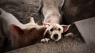 Neglected by his owner and starving, he entered a pigpen seeking food, but pigs drove him out.