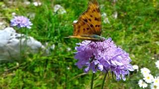 Fauna e Flora della Ciociaria