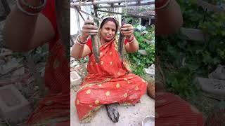 ଶେଉଳ ମାଛ ଝୋଳ। puspasudha vlog #most#virial#short