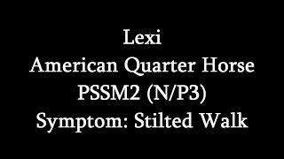 Symptoms Of MIM (PSSM2)- Stilted Walk (Lexi)