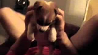 Corgi puppy ANGRY!!!