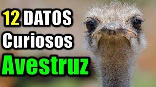 12 Curious Facts about Ostriches - Is it true that they eat stones?