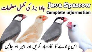 Java Birds Breeding Tips | Java Finch Colony Cage Setup & Seed Mix, Food | Java Sparrow Male Female