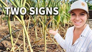 Wait for THIS Before Harvesting Your Garlic