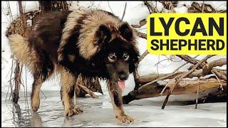 Lycan Shepherd 101 - What's it Like Owning One?