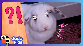 Fluffy Bunny THUMPS His Feet At Us! But Why??? | Dodo Kids | Animal Videos