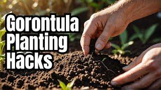 Top 10 Ways to Plant Gorontula