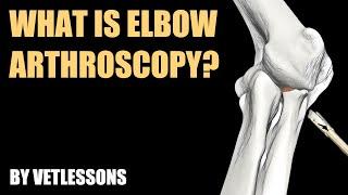 Canine elbow arthroscopy: A dog owner’s guide