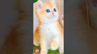 Cute baby kittens  #shorts