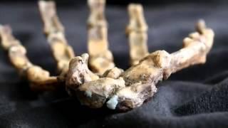 Human Evolution  Past and Future with John Hawks