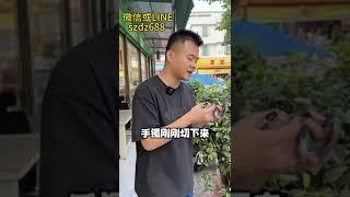 翡翠手镯|大圈口的半山水冰乌鸡翡翠手镯方镯，黑白太极色也太炫酷了叭#翡翠 #緬甸翡翠 #翡翠手镯 #翡翠手鐲 #翡翠直播