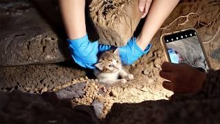 The stray dog, ignoring its torn, bleeding paws, gave its all to save the cat trapped underground.️