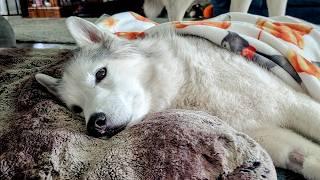 Is My Dog Grumpy After This Vet Visit or Just Sleepy?