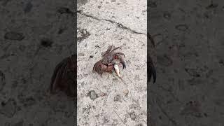Рыбалка в Сочи, крабалка по Сочински или как лишиться барабули на поймать краба! Видео от подписчика