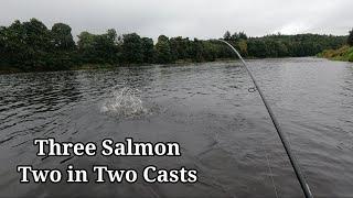 Three salmon from the River Tay.