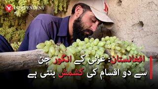 Afghanistan's Ghazni grapes known for two distinct raisin types