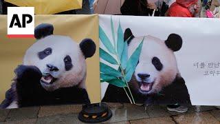 South Korea-born giant panda Fu Bao returns to China