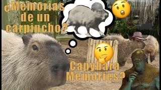 Un carpincho tímido jefe de manada - A shy capybara herd leader