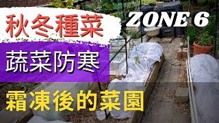 How to protect plants from frost霜凍後的菜園【如何給植物保暖】簡單菜園抗冷措施 | 蔬菜的防凍防寒