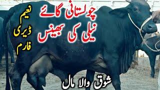 Pure Cholistani Cow Farm Near Luddan Cow Mandi || Global Village Farming