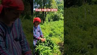 Do you also like organic?#organic#farm#farmlife#villagelife#sirmaur#fresh#cucumber#capsicum#nature