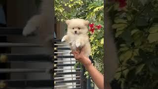 Show quality toy pom puppy available best price in karnataka #doglover