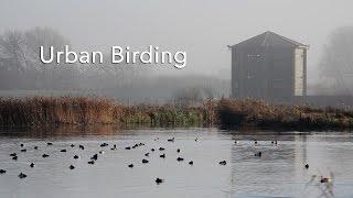 Urban Birding