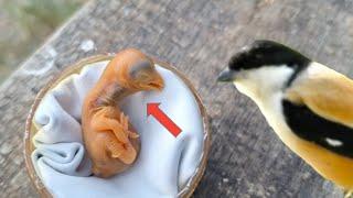 Baby birds hatch from eggs that fall from the nest