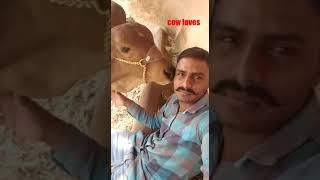 Gujarat gir cow loves. Dilipsinh parmar