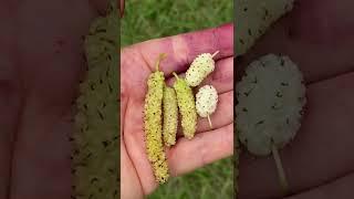 White Mulberry Tree Comparison..Australian Green & Ranger Ken’s mulberry Tree 4/20/22 centrla Fl. 9B