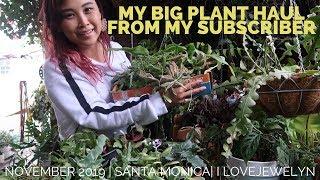 My huge plant haul from my subscriber | Nov 2019 | ILOVEJEWELYN