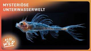 Unterwasser Doku zum Einschlafen: Die Tiefsee | Real Wild Deutschland