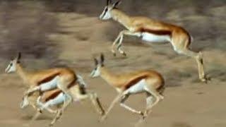 Springboks Antelopes vs Cheetahs | Wild Africa | BBC Earth