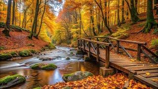 Sweet Autumn Melodies to Relieve Worry and AnxietyHealing music for the heart and blood vessels