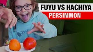 Fuyu vs. Hachiya Persimmon - Differences, Tips & Persimmon Taste Test! 