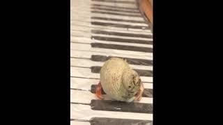 CUTE PETS Series of 88Keys to Cure! {PICKLE the Crab} #Shorts