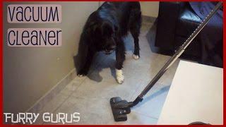 Dogs VS Vacuum Cleaner | Furry Gurus