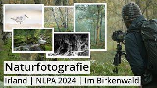 Naturfotografie: Irland, NLPA 2024 (Fotowettbewerb) und endlich wieder BIRKENWALD!