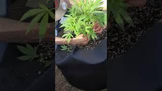 How to Manicure cannabis plants