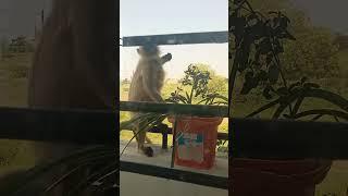 monkey#youtubeshort #viralvideo #viral_short #santkrupa
