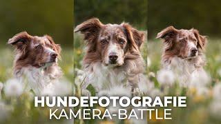 Das Canon-Battle - M50 vs. 6D vs. 400D Low Budget für die Hundefotografie