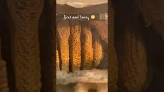 Honey harvesting  #thebrothers6163 #beastbrothersnepal #thebrothersvlog