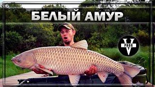 БЕЛЫЙ АМУР. Все о рыбе, где, на что и как ловить белого амура !