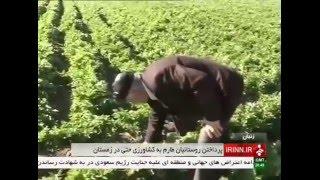 Iran Tarom county, Agriculture products in winter كشاورزي در زمستان شهرستان طارم ايران